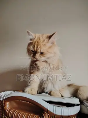 Premium Persian Cat For Sale