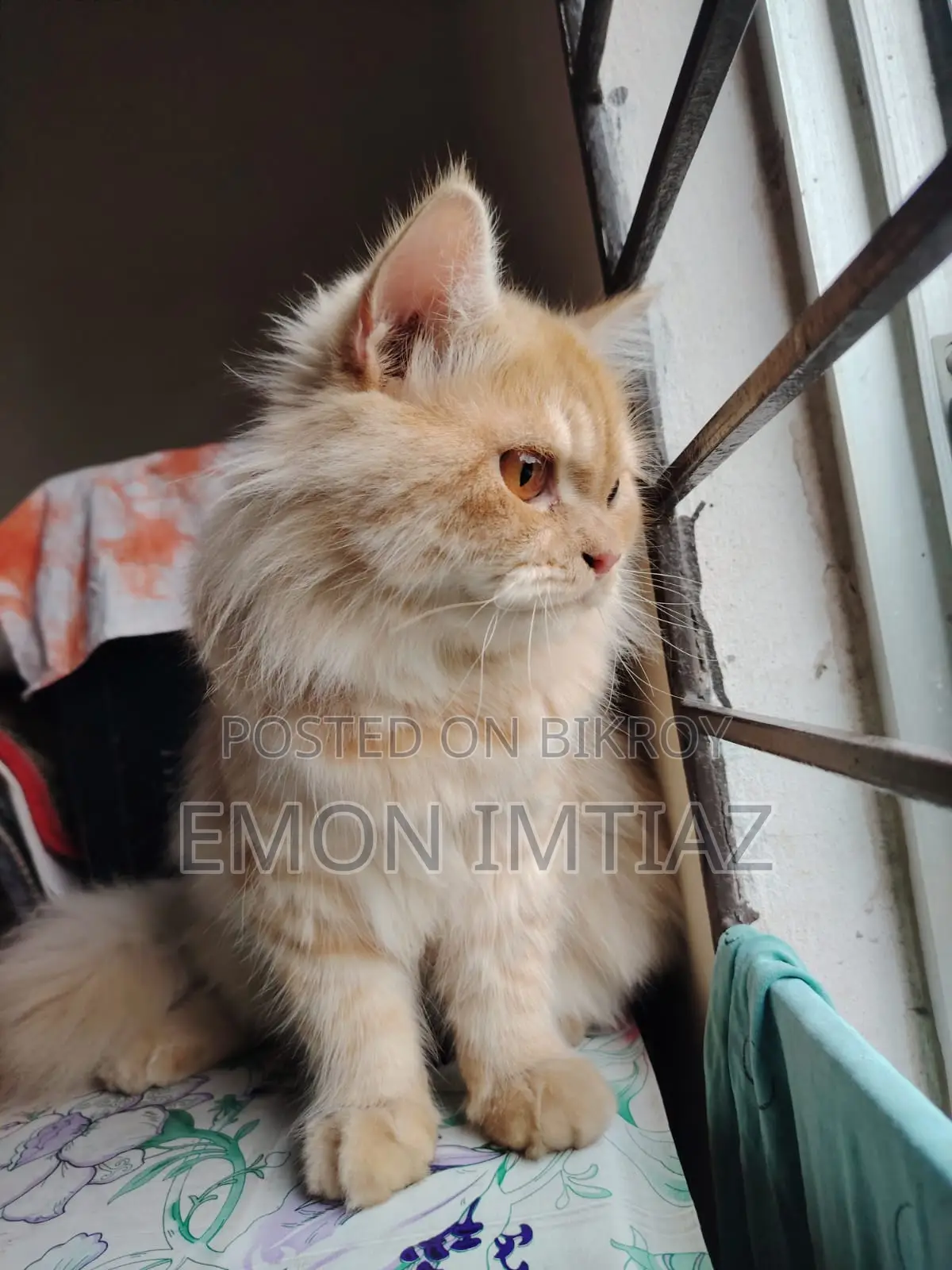 Premium Persian Cat For Sale