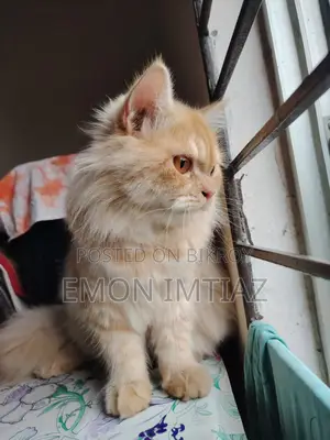 Premium Persian Cat For Sale