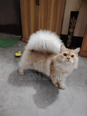 Premium Persian Cat For Sale