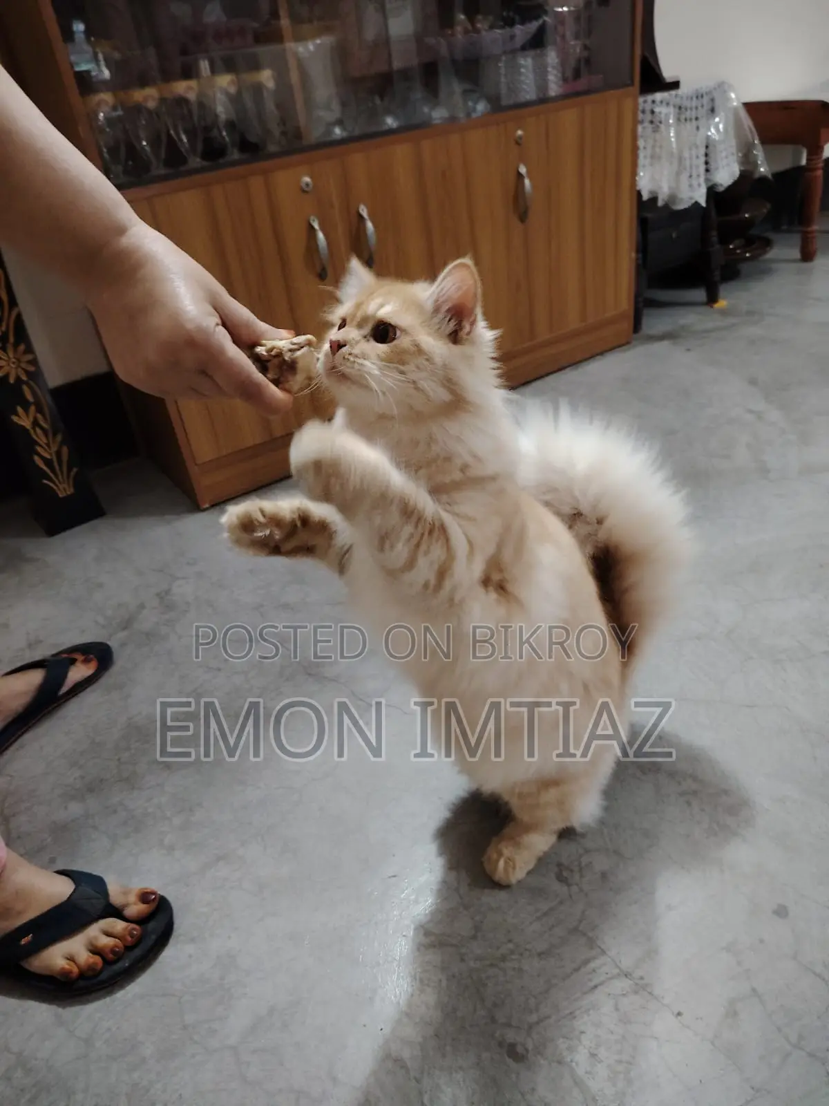Premium Persian Cat For Sale