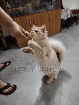 Premium Persian Cat For Sale