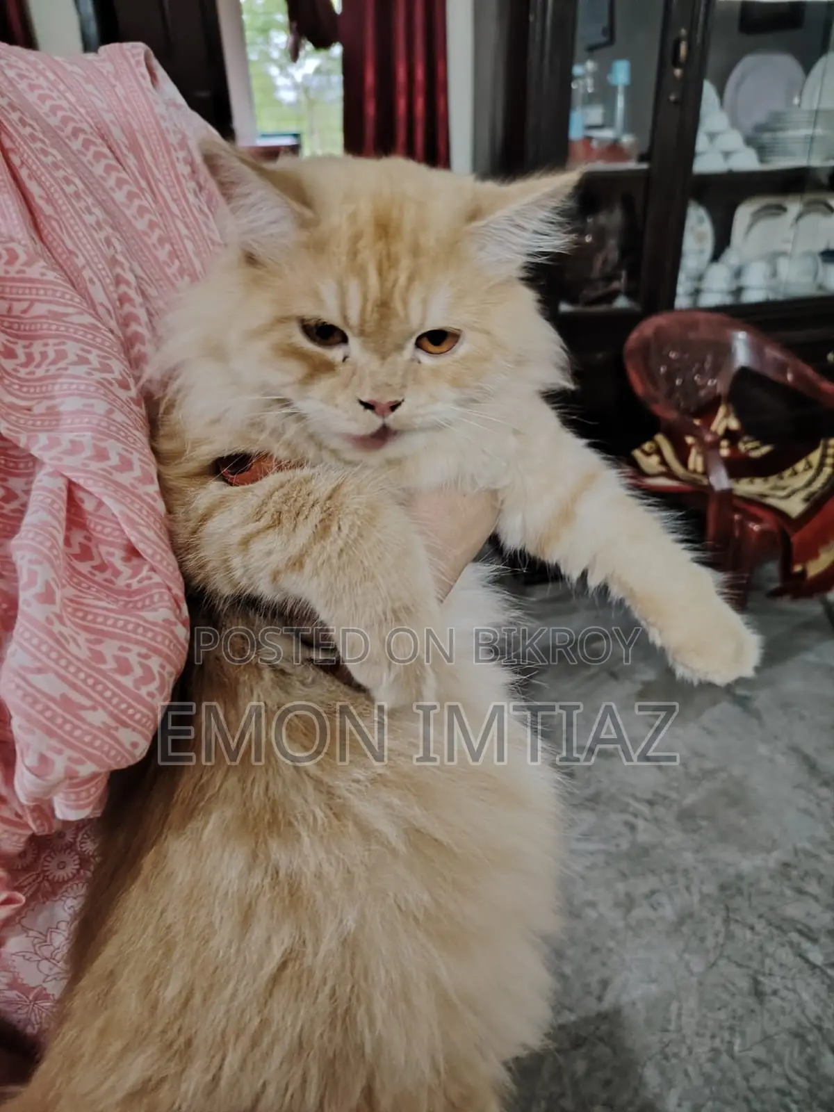 Premium Persian Cat For Sale