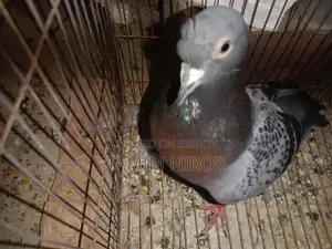 রেসার নর কবুতর