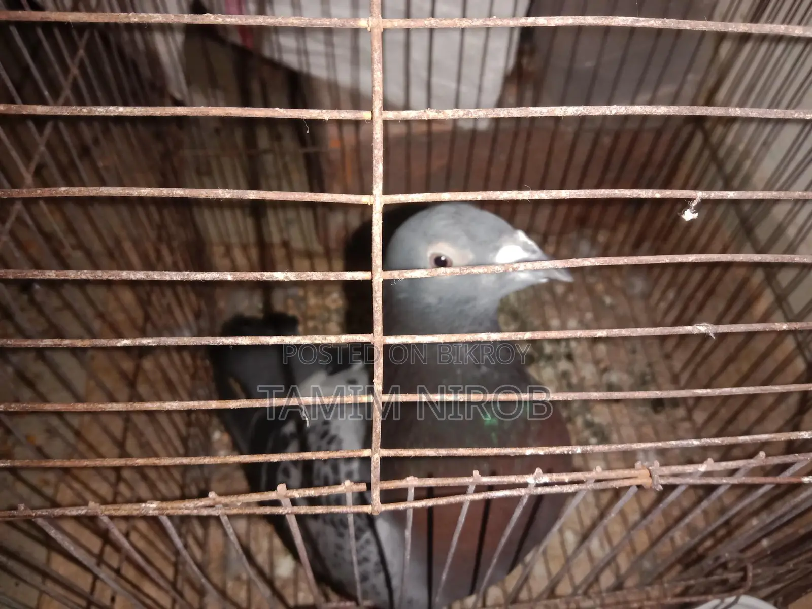 রেসার নর কবুতর