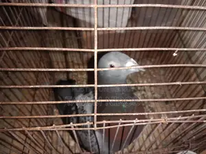 রেসার নর কবুতর