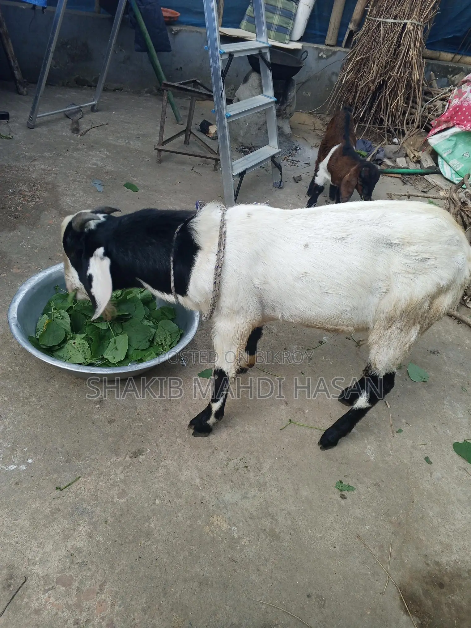 Billy Goat
