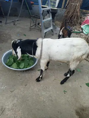 Billy Goat