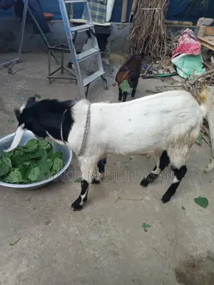 Billy Goat
