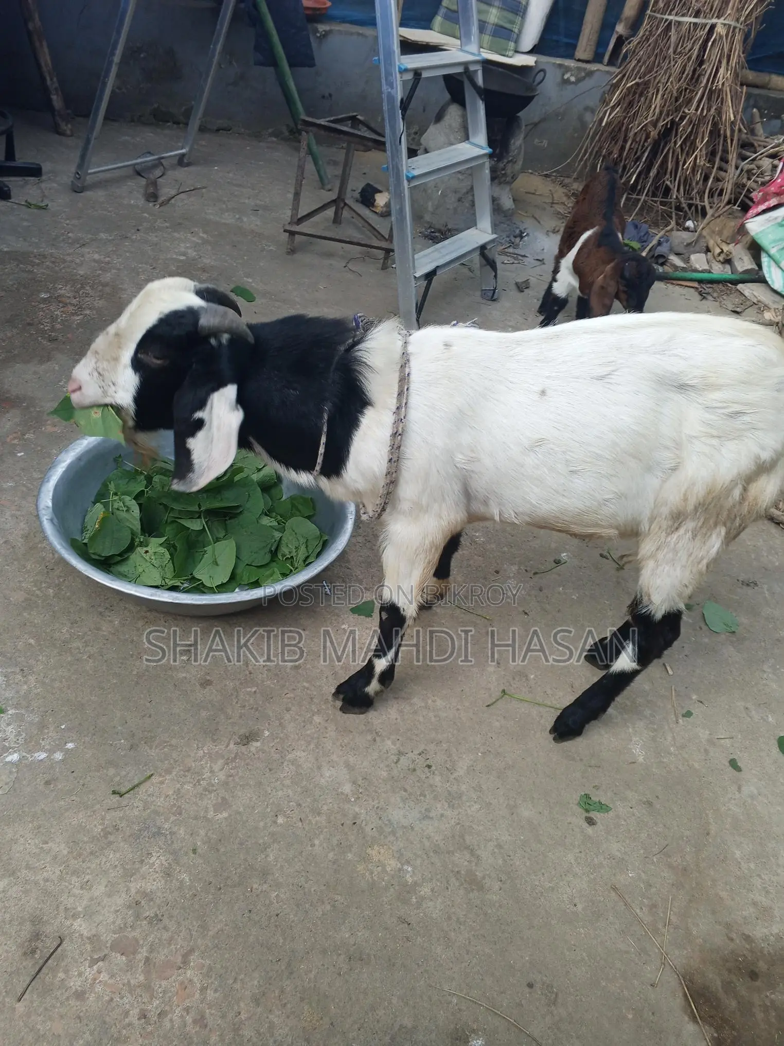 Billy Goat