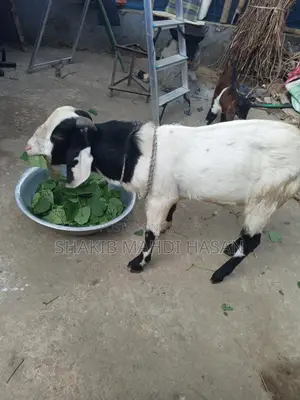 Billy Goat