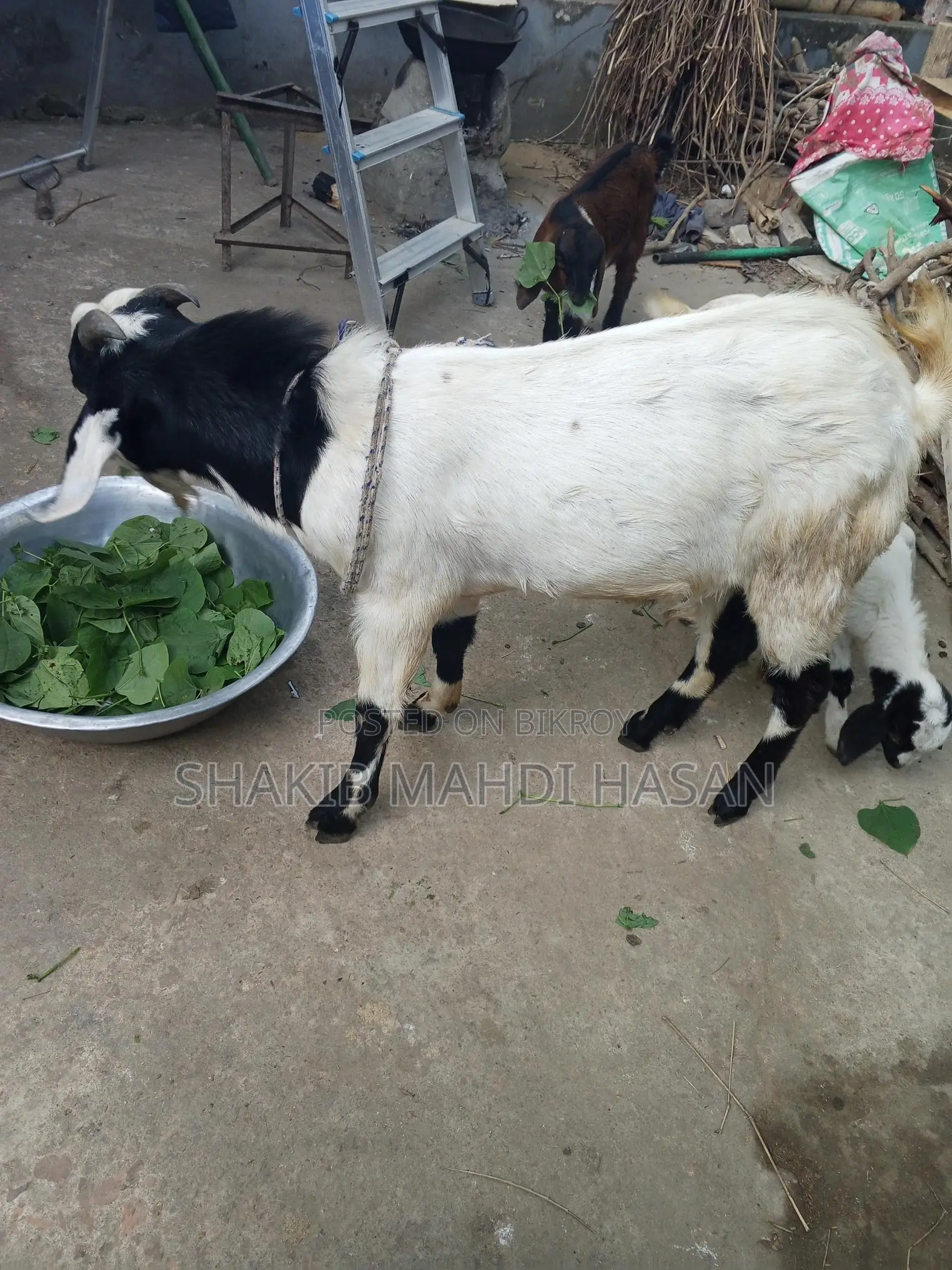Billy Goat