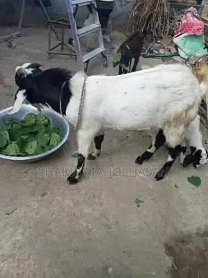 Billy Goat