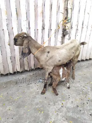 Tota Puri Goat for Sale