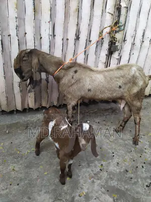 Tota Puri Goat for Sale