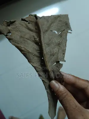 Indian Almond Leaf কাঠবাদাম পাতা