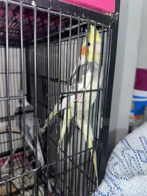 Cockatiel Gray White Face