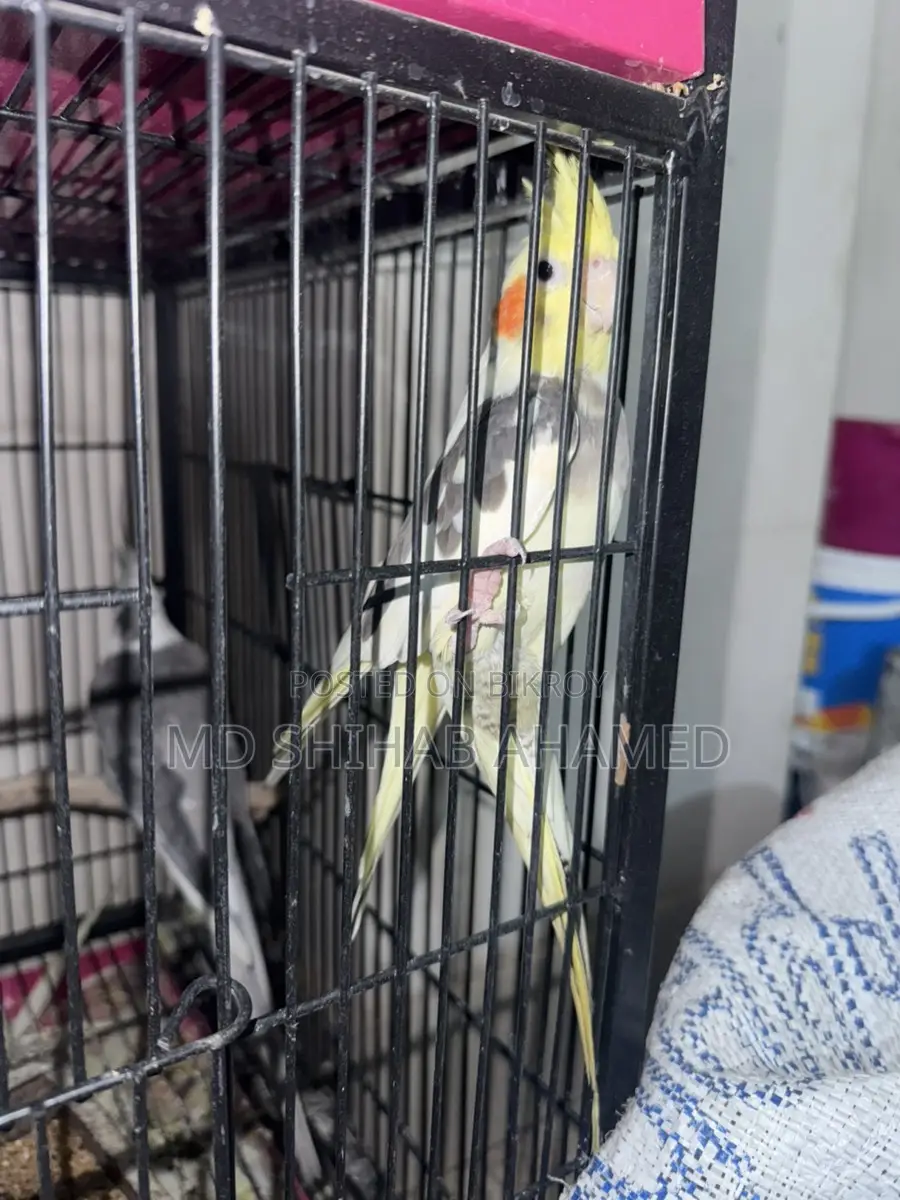 Cockatiel Gray White Face
