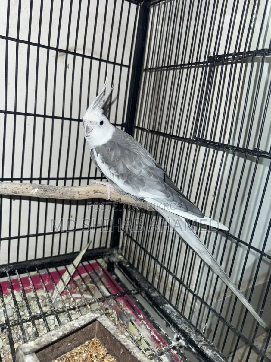 Cockatiel Gray White Face