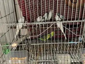 রানিং পেয়ার