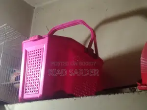 পার্শিয়ান বিড়াল ছেলেএবং বিড়ালের সকল সরঞ্জাম সেল হবে