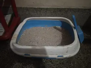 পার্শিয়ান বিড়াল ছেলেএবং বিড়ালের সকল সরঞ্জাম সেল হবে