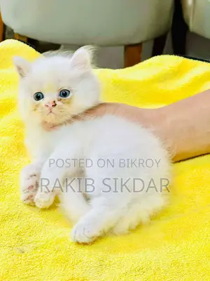 Baby cat