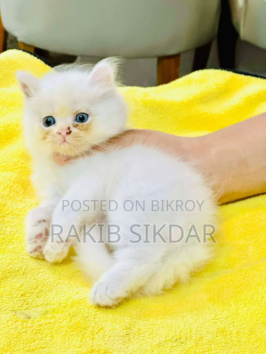 Baby cat
