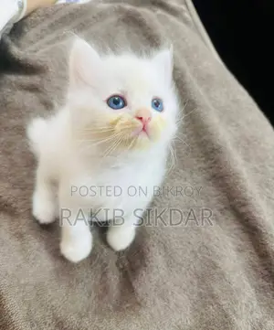 Baby cat