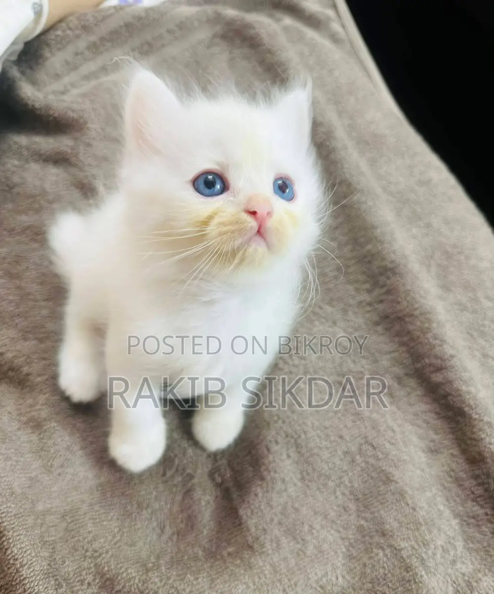 Baby cat