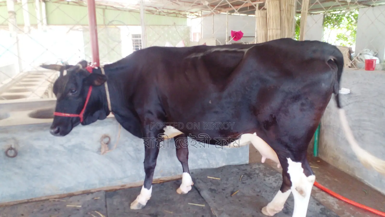 Buy Cow No. 1148 for Excellent Rearing