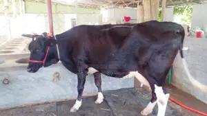 ১১৪৮নং গাভী গরু কিনুন পোষার জন্য ভালো হবে ।