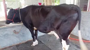 Buy Cow No. 1148 for Excellent Rearing