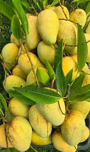 সুমিষ্ট স্বাদে অনন্য বারোমাসি কাটিমন আম