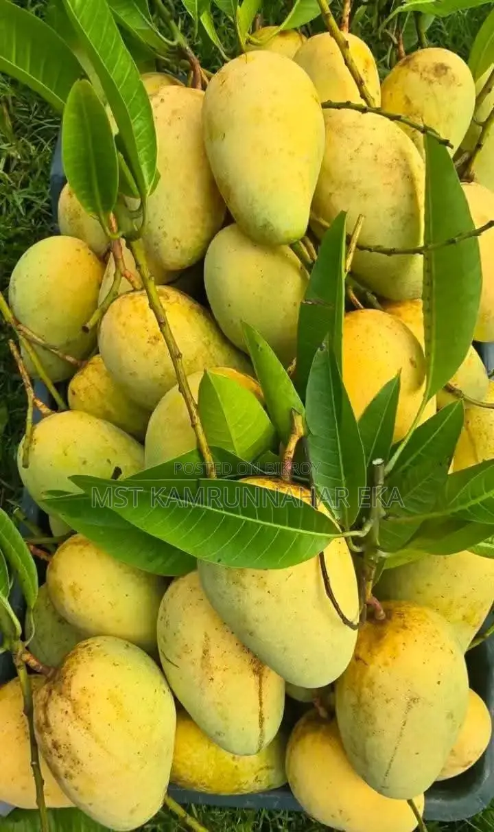 Unique and Sweet Katimon Mango