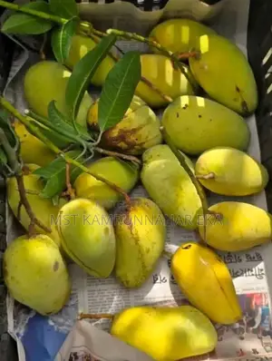 Unique and Sweet Katimon Mango