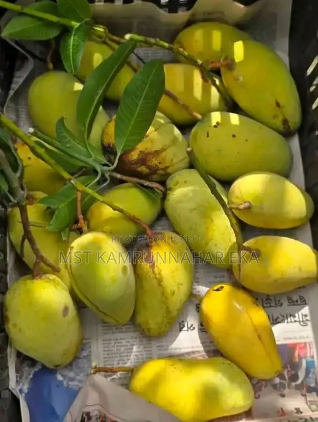 Unique and Sweet Katimon Mango
