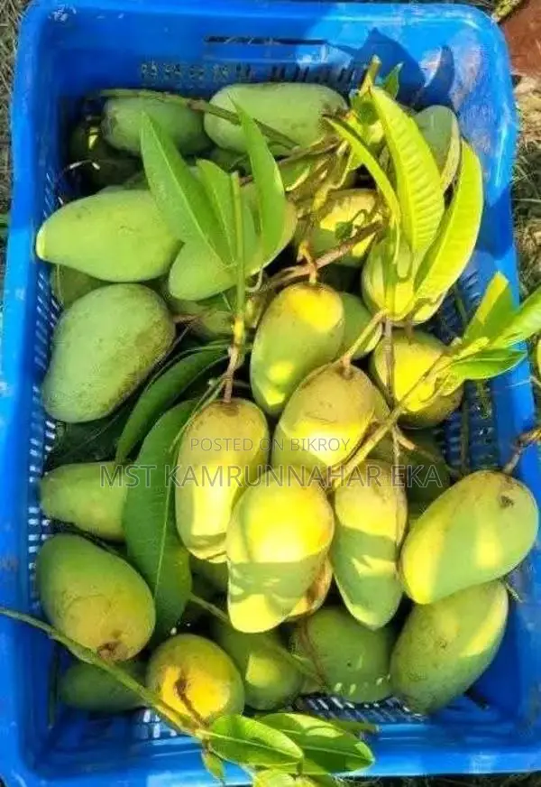 Unique and Sweet Katimon Mango