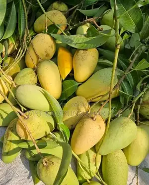 Unique and Sweet Katimon Mango