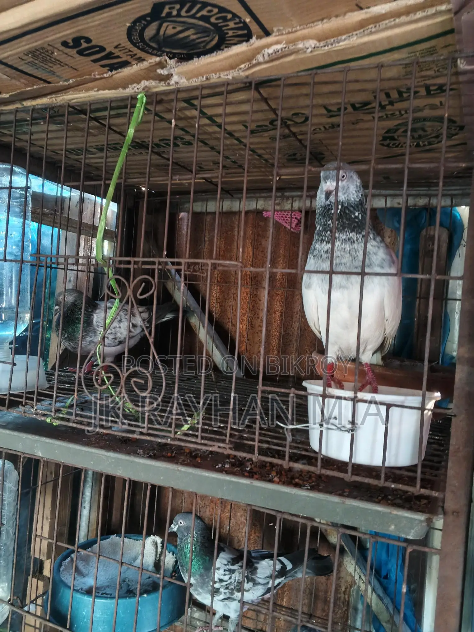 Giribaz Pigeons for Sale