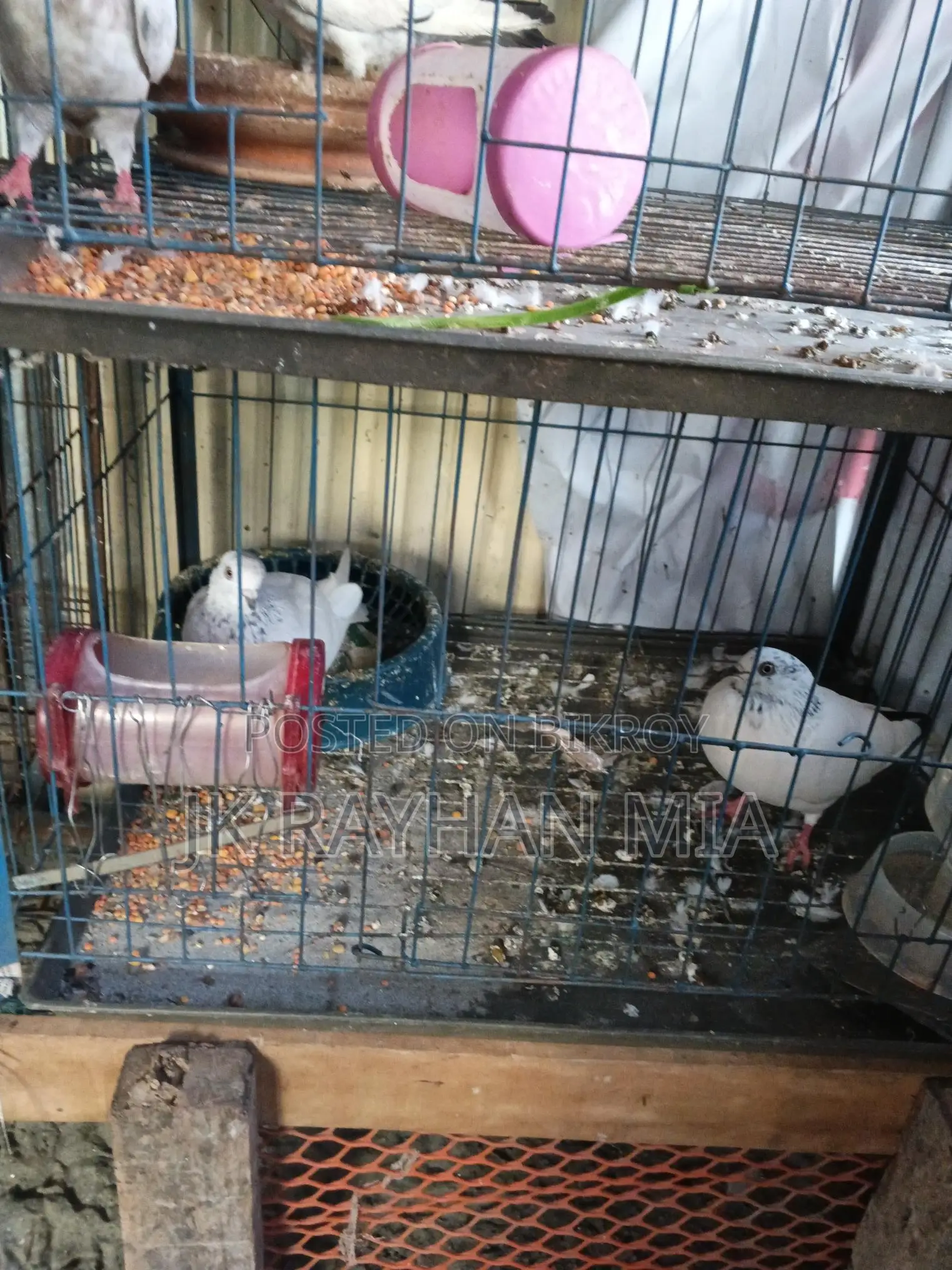 Giribaz Pigeons for Sale