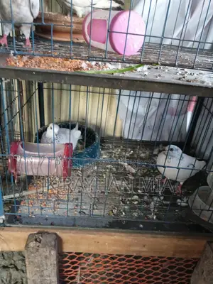 Giribaz Pigeons for Sale