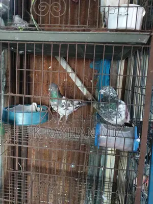 Giribaz Pigeons for Sale