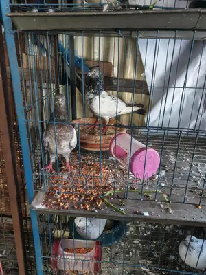 Giribaz Pigeons for Sale