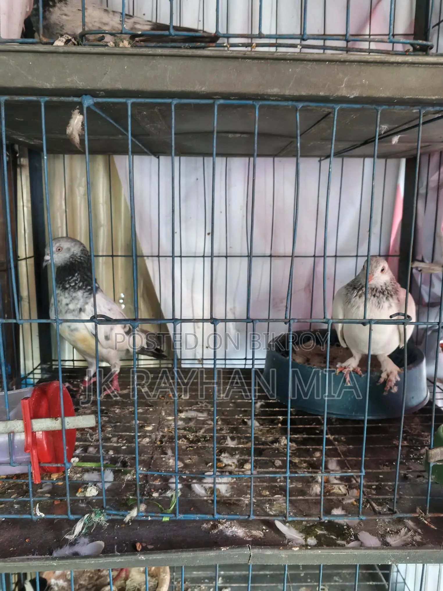 Giribaz Pigeons for Sale