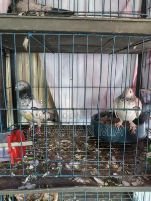 Giribaz Pigeons for Sale