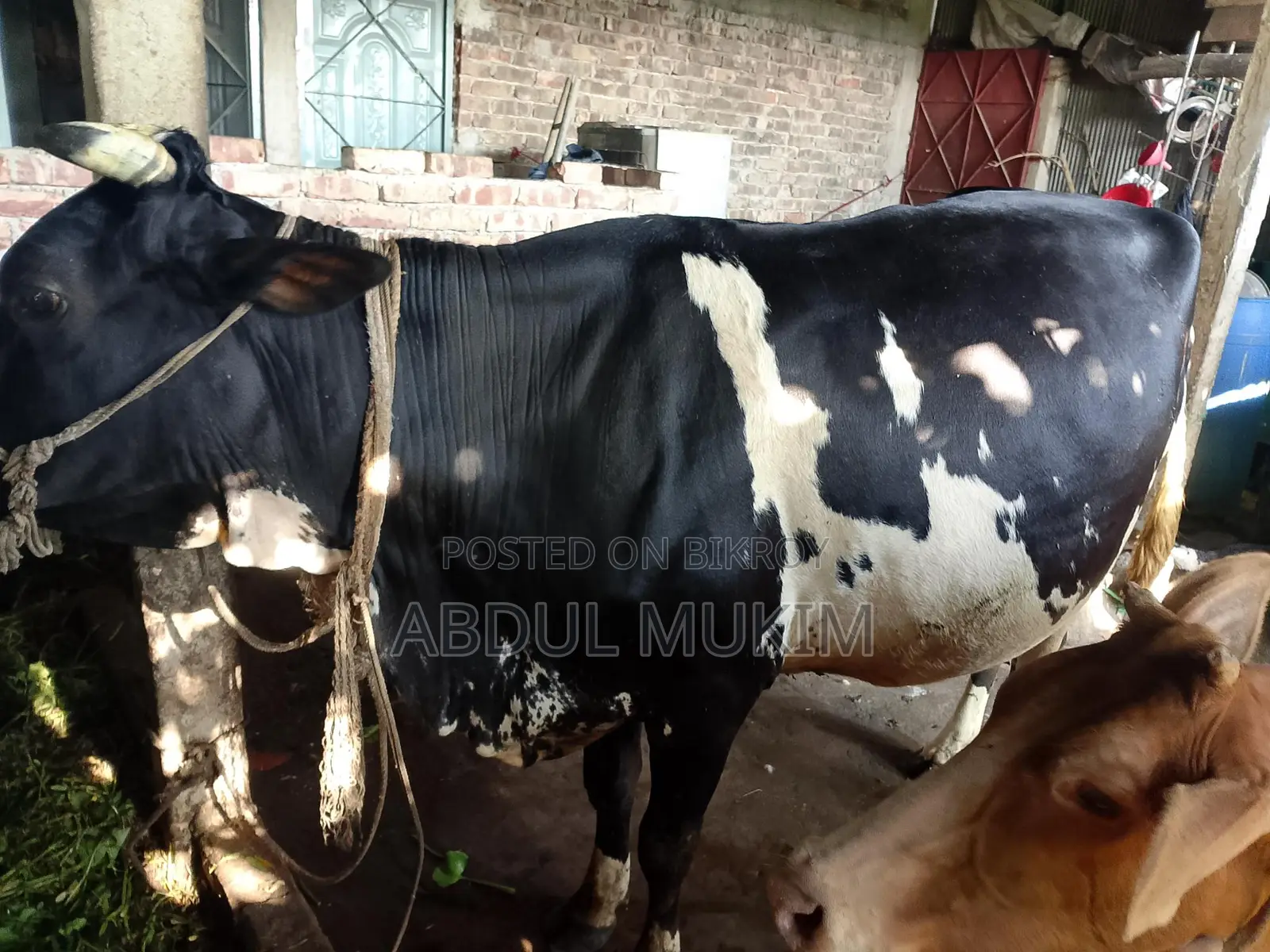 হলিস্টিন ফ্রিজিয়ান গাভী