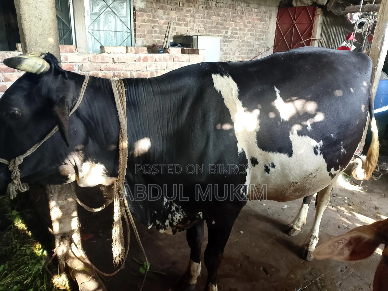 হলিস্টিন ফ্রিজিয়ান গাভী
