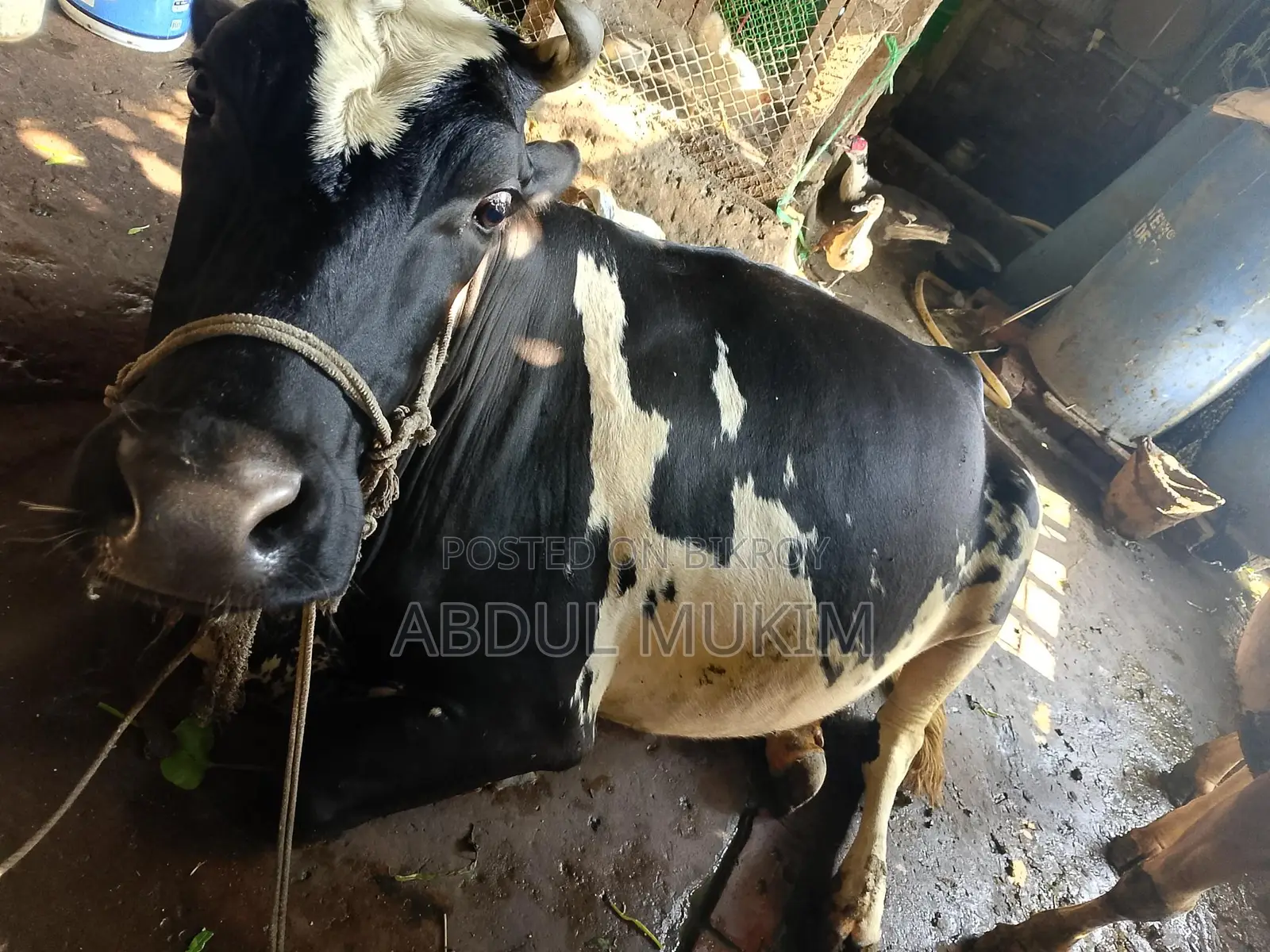 হলিস্টিন ফ্রিজিয়ান গাভী
