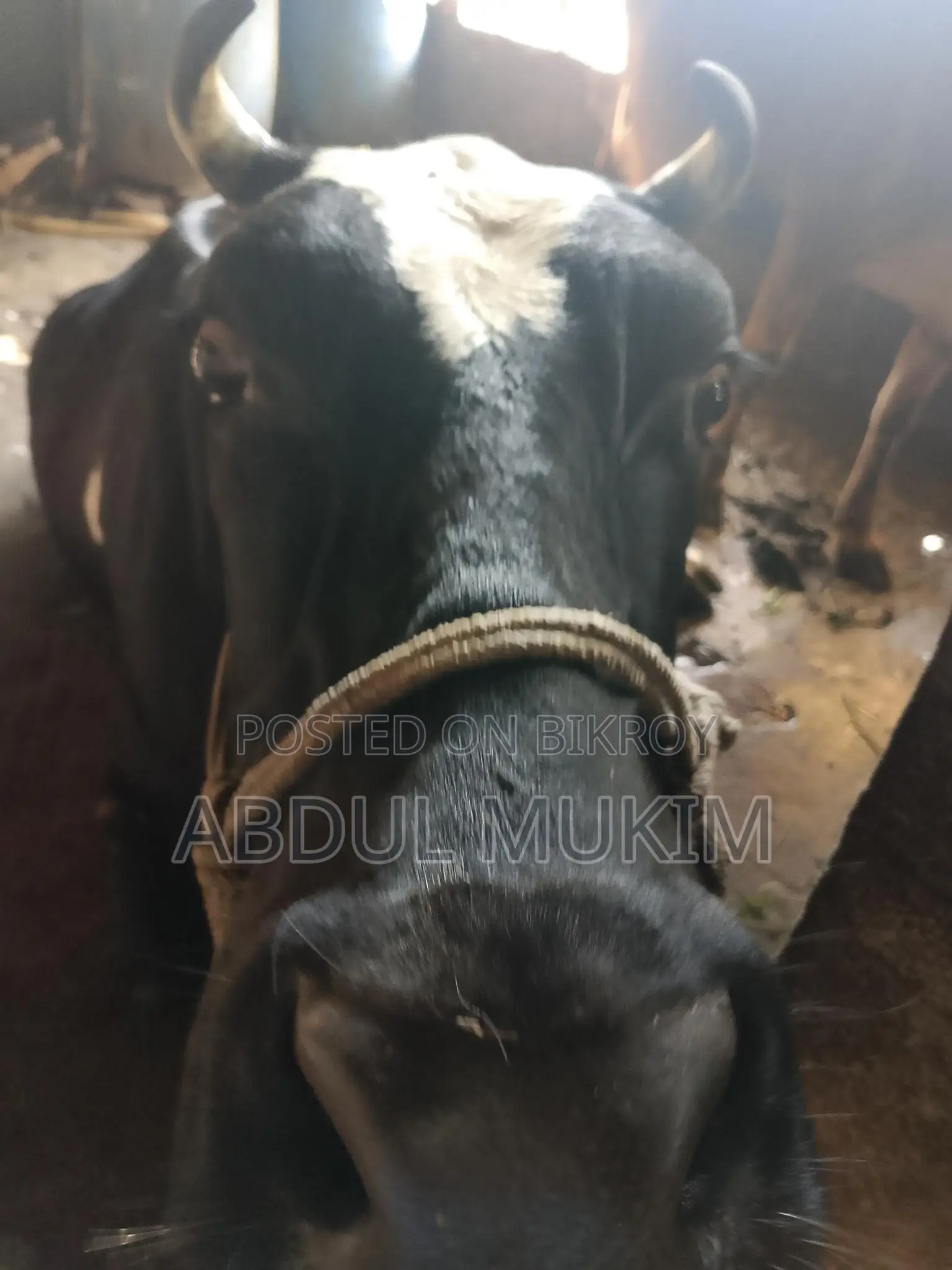 হলিস্টিন ফ্রিজিয়ান গাভী